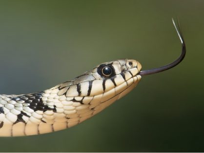 Snake Bites and Your Pet