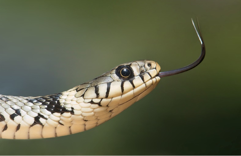 Snake Bites and Your Pet